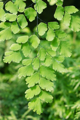 Obraz premium Maidenhair fern,Adiantum Fern