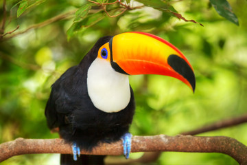 Colorful tucan in the aviary for adv or others purpose use
