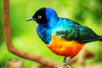 Golden breasted starling on tree for background use