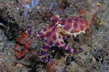 Blue-ringed octopus
