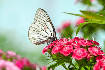 butterfly sits on flowers