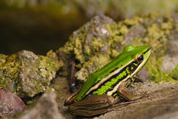 Frog