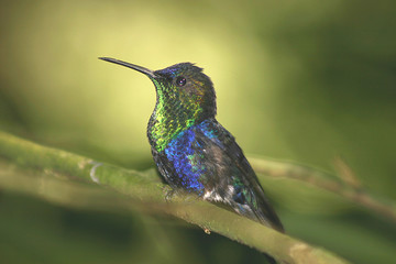 Crowned Woodnymph Hummingbird