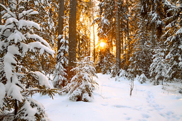 winter landscape with sunset in the forest