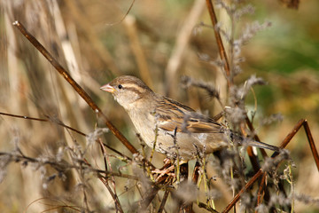 sparrow