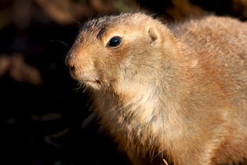 prairie dog