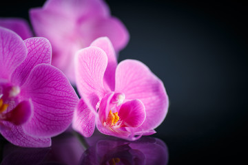 Fototapeta na wymiar Piękna Phalaenopsis
