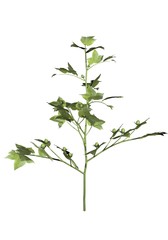 Young cotton plant - 3D render