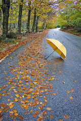 Colorful autumn trees and umbrella on a winding country road