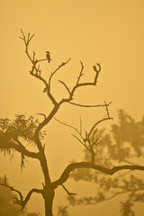 Common hoopoe  perched on twilight © PACO COMO