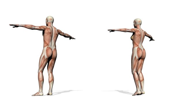 Male and female muscles - 3D render