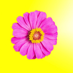 Pink zinnia.,flowers