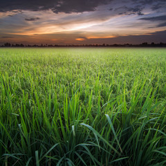 Rice field