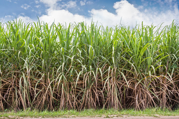 Sugarcane field