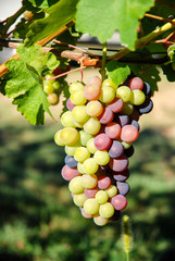 grapes in the wineyard