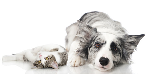 Fototapeta premium Katze und Hund