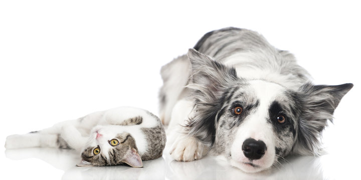 Katze und Hund