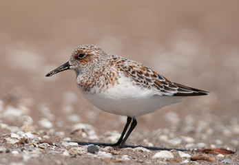 Sanderling