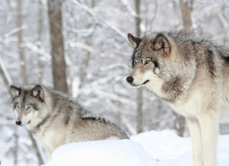 loups en hiver