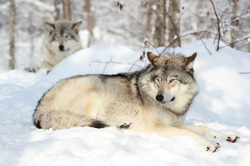 loup gris se reposant