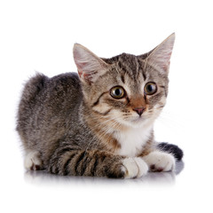 The striped kitten lies on a white background.