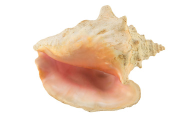 Large seashell isolate