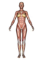 Female Anatomy Figure