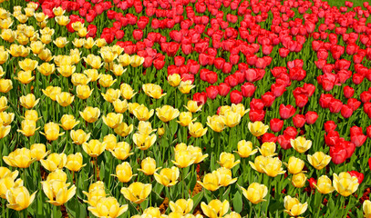 Lot of yellow and red tulips