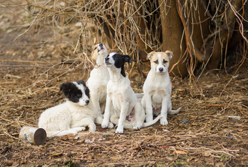 Calling for mom - family of stray puppies.