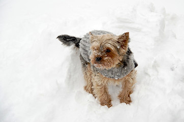 Yorkshire in snow