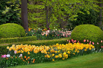Tulips and narcissus in the park.