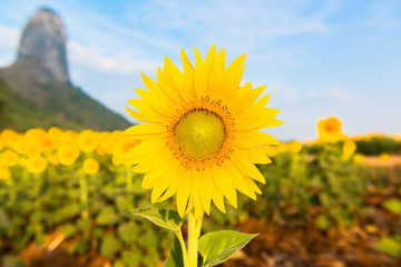 Fototapeta premium Beautiful landscape with sunflower field over cloudy blue sky