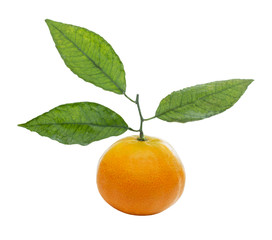 Mandarine mit Blättern