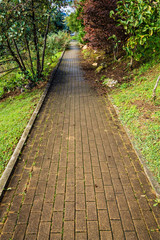Caminando entre naturaleza