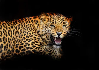 Keuken foto achterwand Panter Portrait of leopard in its natural habitat