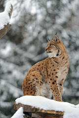 Portrait of a Lynx