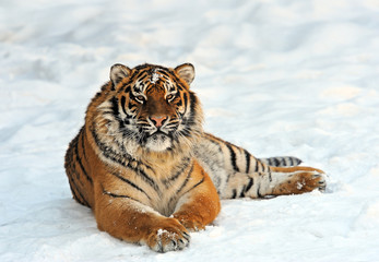 Fototapeta na wymiar Tygrys amurski