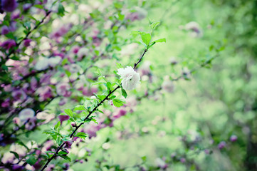 Blossoming of sakura flowers