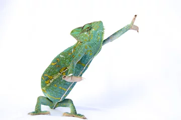 Foto op Plexiglas Kameleon Chamaeleo calyptratus