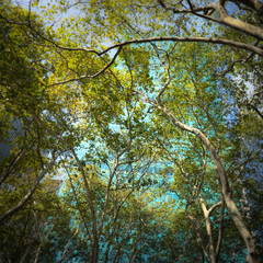 Building glass and trees seen from below