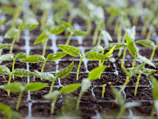 Sprouts in peat tray
