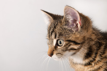 Fototapeta na wymiar Portrait little striped cat