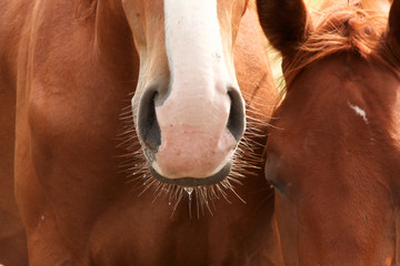 Wassertropfen am Pferdemaul 