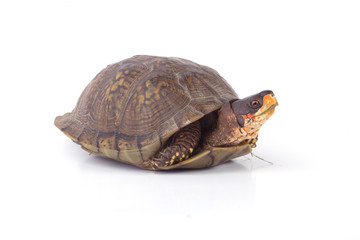 Fototapeta premium Box Turtle