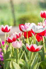 Red tulips and pink tulips in garden