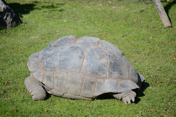 giant turtle