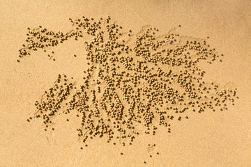 Patterns of small sand balls by Sand bubbler crab