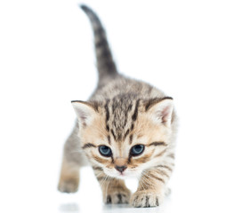 funny walking cat kitten