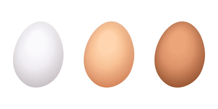Chicken eggs. Vector illustration.