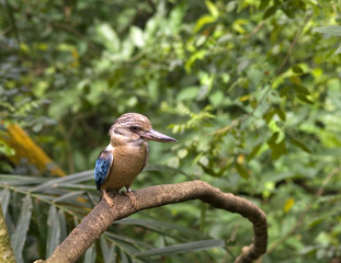 Laughing kookaburra, Singapore